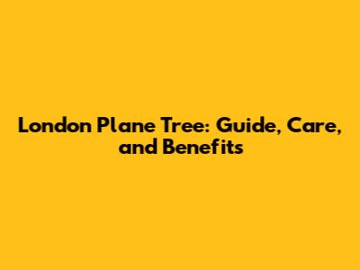 London Plane Tree: Guide, Care, and Benefits